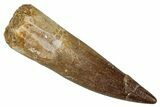 Fossil Plesiosaur (Zarafasaura) Tooth - Morocco #344208-1